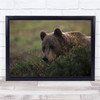Peekaboo bear staring creeping animal wildlife Wall Art Print