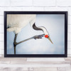 Red-Crowned Crane Bird Birds Scratching Nature Wall Art Print