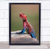 Red-Headed Rock Agama In Kenya lizard wildlife Wall Art Print