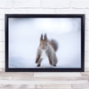 Wildlife Animal Squirrel Winter Snow Landscape Wall Art Print