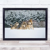 Wolves Discuss fight animals snowy trees field Wall Art Print