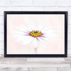 Capedaisy Flower Bloom White Summer Flowering Wall Art Print