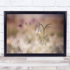 Flower Dew Head Blossom Snowdrop macro nature Wall Art Print