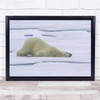 Land Polar Bear Tired Resting Sleeping Animal Wall Art Print