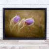 Soft Tender Macro Flower Purple Garden Meadow Wall Art Print