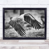 The Attack Bird Wings Flying Hunt Black White Wall Art Print