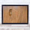 Wildlife Nature Animal Africa Landscape Mouse Wall Art Print
