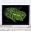 Baliindonesia Walking Leaf Camouflage insect Wall Art Print