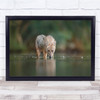 Jackal drinking eater lake reflection animal Wall Art Print