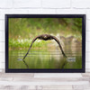 Nature Wildlife Eagle Flight Lake reflection Wall Art Print