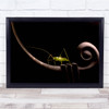 Night Insect Solist Elafonisos Island Greece Wall Art Print