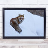 Animals Red Foxes Wildlife Nature Snow Cold Wall Art Print