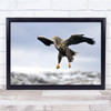 Flight Eagle Bird Norway Fly Wings Wildlife Wall Art Print