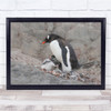 Penguins Animals Wildlife Nature Young Cute Wall Art Print