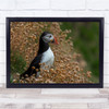 Puffin Saltee Island Wildlife Animal Flower Wall Art Print