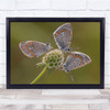 The Pinwheel Butterfly insects Green flower Wall Art Print