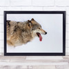 Wolf Animal Tongue White Background No Snow Wall Art Print