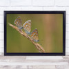 Butterfly Macro Nature Insect Ladies Party Wall Art Print