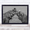 Elephants Duel Fighting Challenge Wildlife Wall Art Print