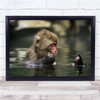 Monkey in water looking at finger thinking Wall Art Print