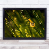 Snail Grass Slovenia Shell Macro Backlight Wall Art Print