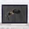 still life macro nature eagle bird of prey Wall Art Print