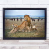 Africa Lions Safari Kenya Savannah Plains Wall Art Print