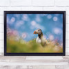 Animals Beak Birds Bokeh Colourful Puffin Wall Art Print