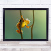 Awake frog holding branches posing Yellow Wall Art Print