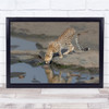 nature Waterhole Drinking Thirst Cheetahs Wall Art Print