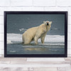 Polar Bear Arctic Water Ice Swimming Cold Wall Art Print