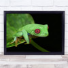 Red Eyed Tree Frog Green Macro Frogs Leaf Wall Art Print