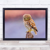 Wild Nature Animals Birds Bokeh Angry Owl Wall Art Print