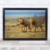 Before The Hunt Lions King of the jungle Wall Art Print
