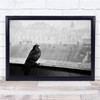 Black & White pigeon Rainy Animals ledge Wall Art Print