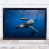 Whale Wildlife Sea Ocean Underwater Dive Wall Art Print