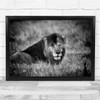 Wildlife Animal Bokeh Black & White Lion Wall Art Print