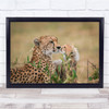 Wildlife Nature Animal Cheetahs cub Kiss Wall Art Print