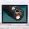 Buddy Seal underwater mouth open Bubble Wall Art Print