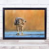 Eagle Bird Hungary Fish wildlife animal Wall Art Print