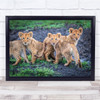 Lions Cubs Wildlife Nature Animals cute Wall Art Print