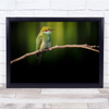 Little Bee-Eater Twig Bird Green Yellow Wall Art Print