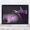 Macro Dark Closeup Colour Flower Purple Wall Art Print