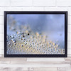 Macro Feathers Seeds Soft Delicate Drop Wall Art Print