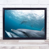 Mikurajima Dolphin Swim Nature Wildlife Wall Art Print