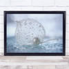 Physalis Light Leaves Drops Water Pearl Wall Art Print