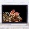 Skunk Anemone fish Swimming in Darkness Wall Art Print