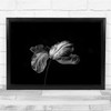 Tulip Monochrome Black-and-white nature Wall Art Print