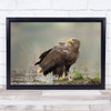 White Tailed Eagle bird animal wildlife Wall Art Print