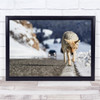 Coyote America Winter Snow road tracks Wall Art Print